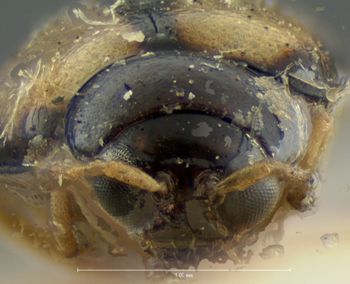 Media type: image; Entomology 18387   Aspect: head frontal view